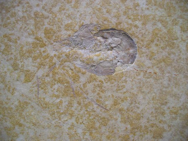 Dusa reschi Bild ©