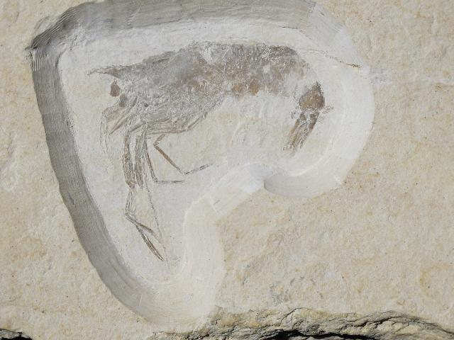 Bylginella haeberleini Bild ©