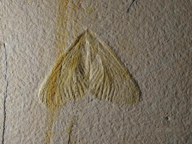 Archaegetes neuropterum Bild ©