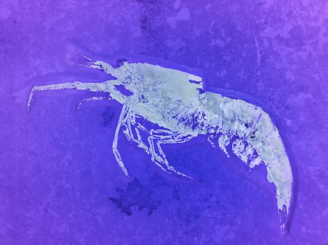 Acanthochirana longipes Bild ©