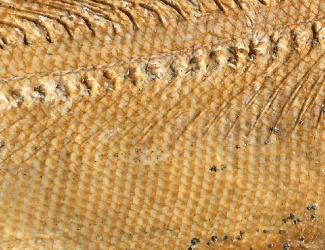 Amblysemius bellicianus Bild ©