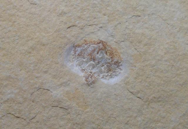 Aracaurites haeberleinii Bild ©