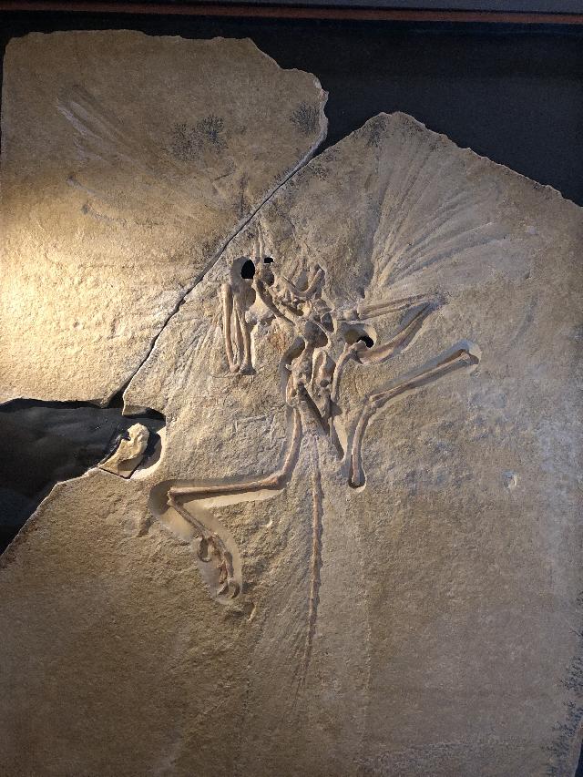 Archaeopteryx lithographica Bild ©