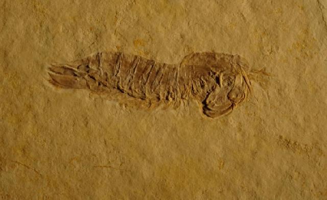 Tyrannosculda laurea Bild ©