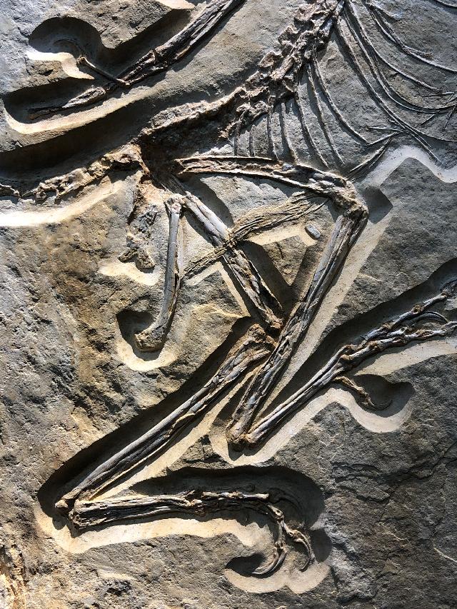 Archaeopteryx sp. Bild ©