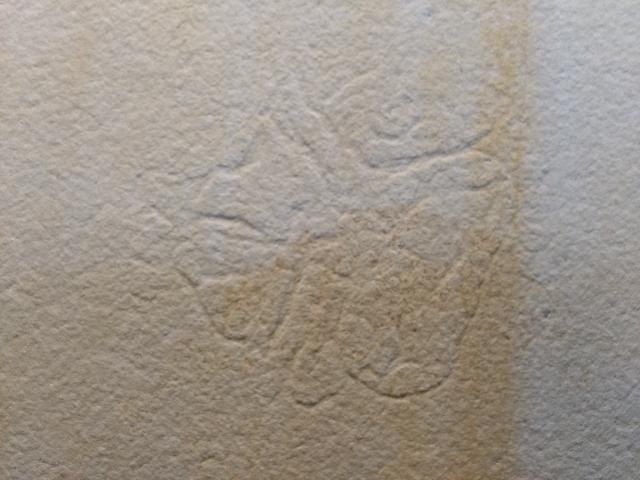 Qualle (Scyphozoa) non det. Bild ©