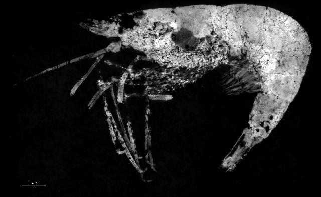 Hefriga schlechtingerae Bild © Hefriga schlechtingerae Bild ©