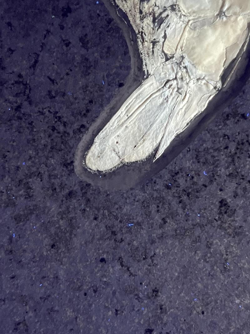 Aeger tipularius Bild ©