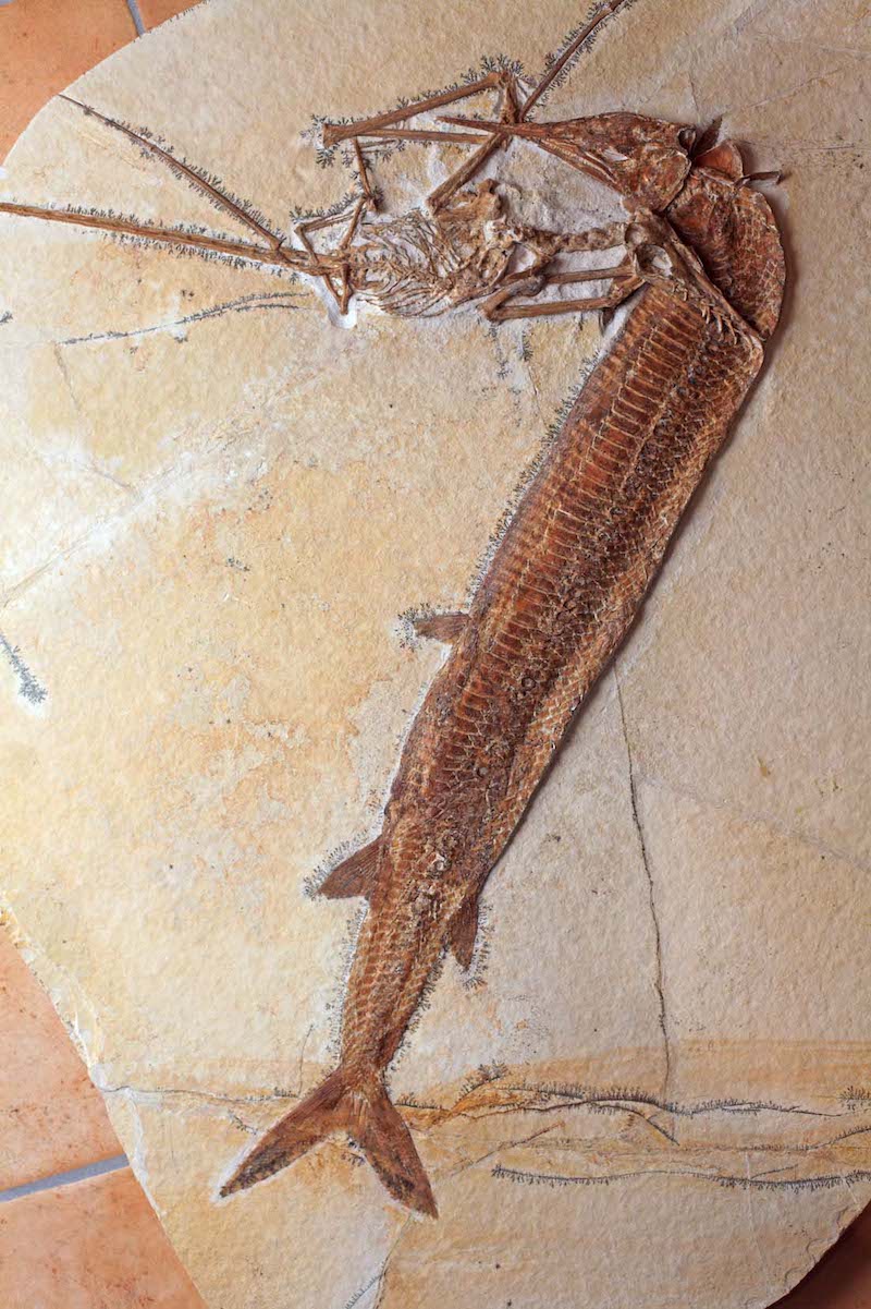 Aspidorhynchus mit Rhamphorhynchus   Bild ©