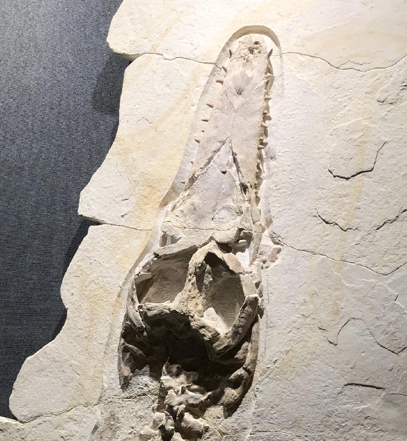 Dakosaurus sp. Bild ©