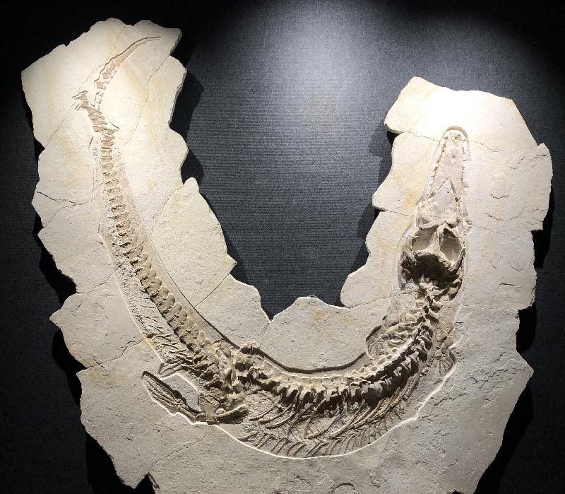 Dakosaurus sp. Bild ©