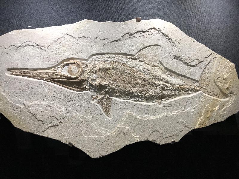 Ichthyosaurus sp. Bild ©