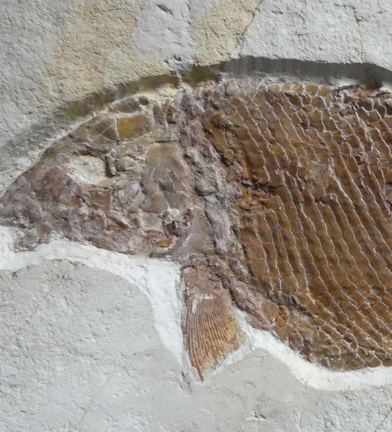 Macrosemimimus fegerti Bild ©