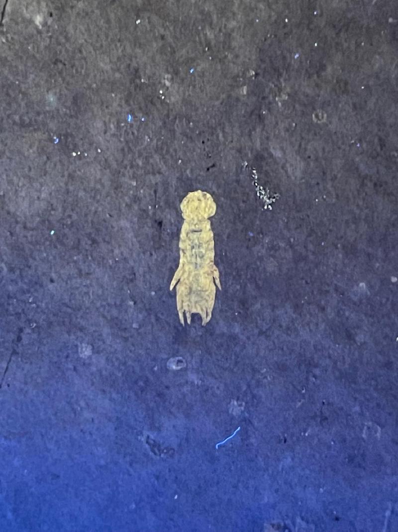 Spinosculda ehrlichi Bild ©