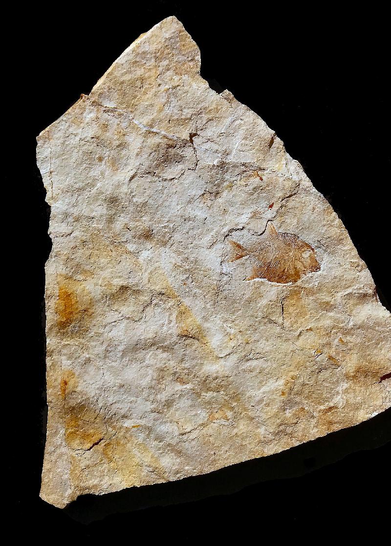 Proscinetes bernardi - Die Fossilien von Solnhofen
