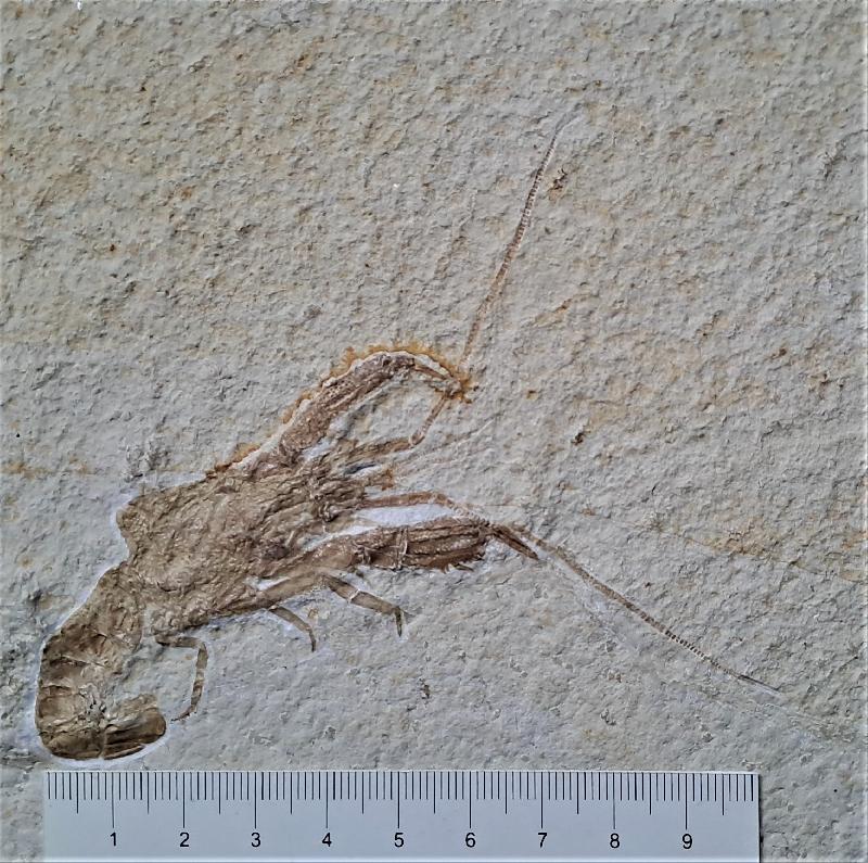 Glyphea pseudoscyllarus Bild ©