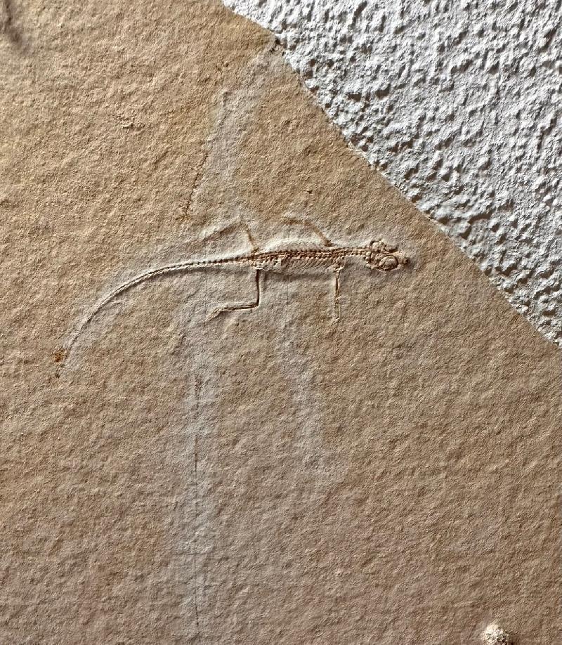 Homoeosaurus maximiliani Bild ©