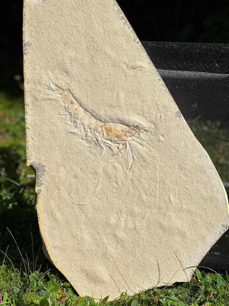 Antrimpos speciosus Bild ©