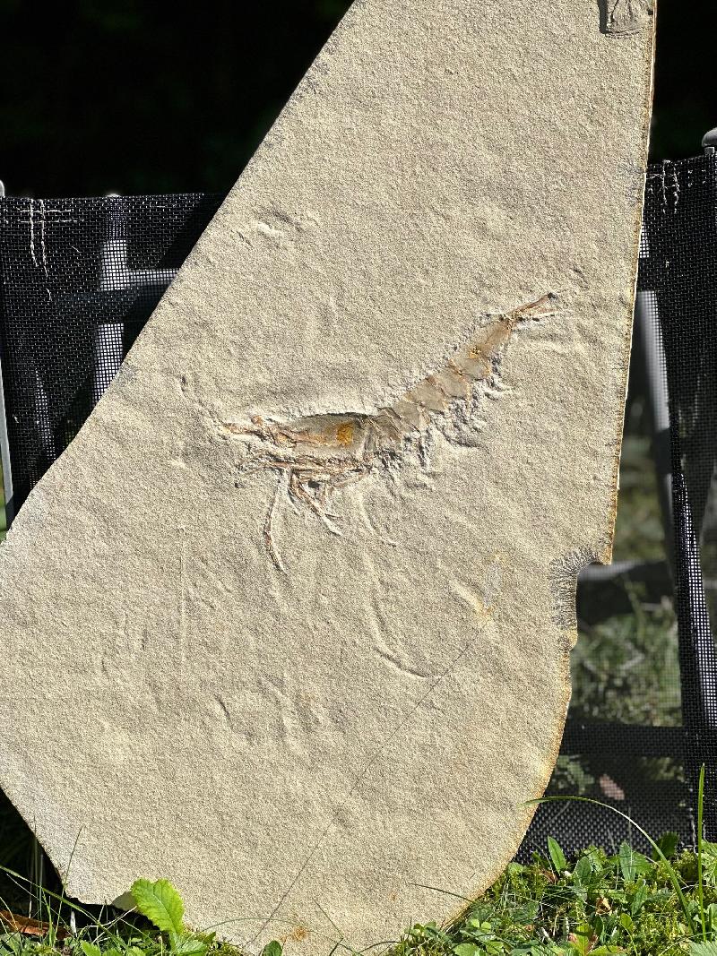 Antrimpos speciosus Bild ©