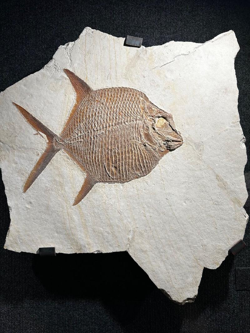 Gyrodus sp. Bild ©