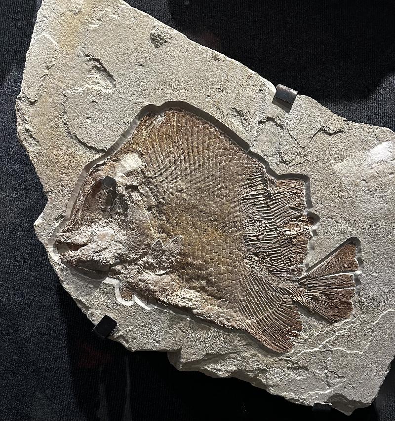 Eomesodon sp. Bild ©