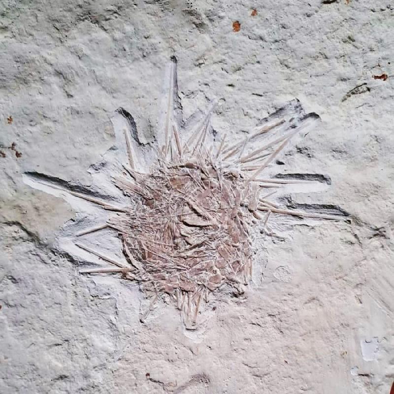 Phymosomatoida sp. Bild ©