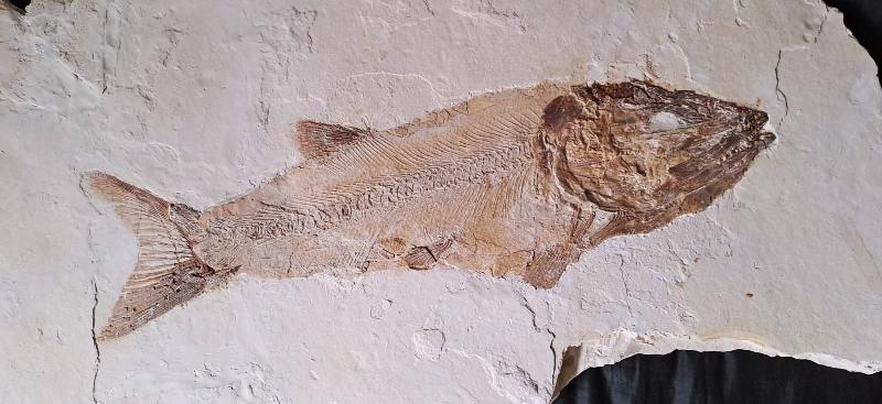 Ionoscopus sp. Bild ©
