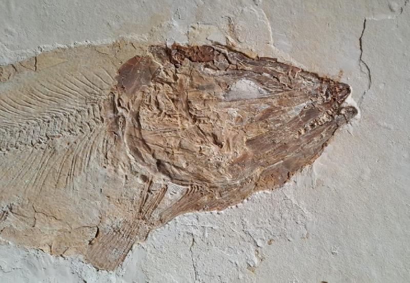 Ionoscopus sp. Bild ©