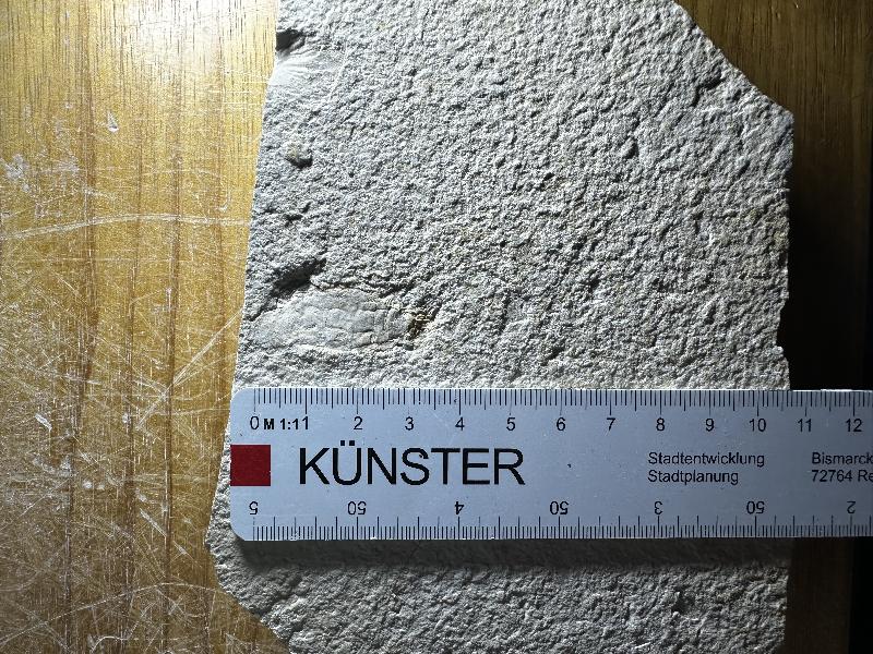 Assel non det. Bild ©