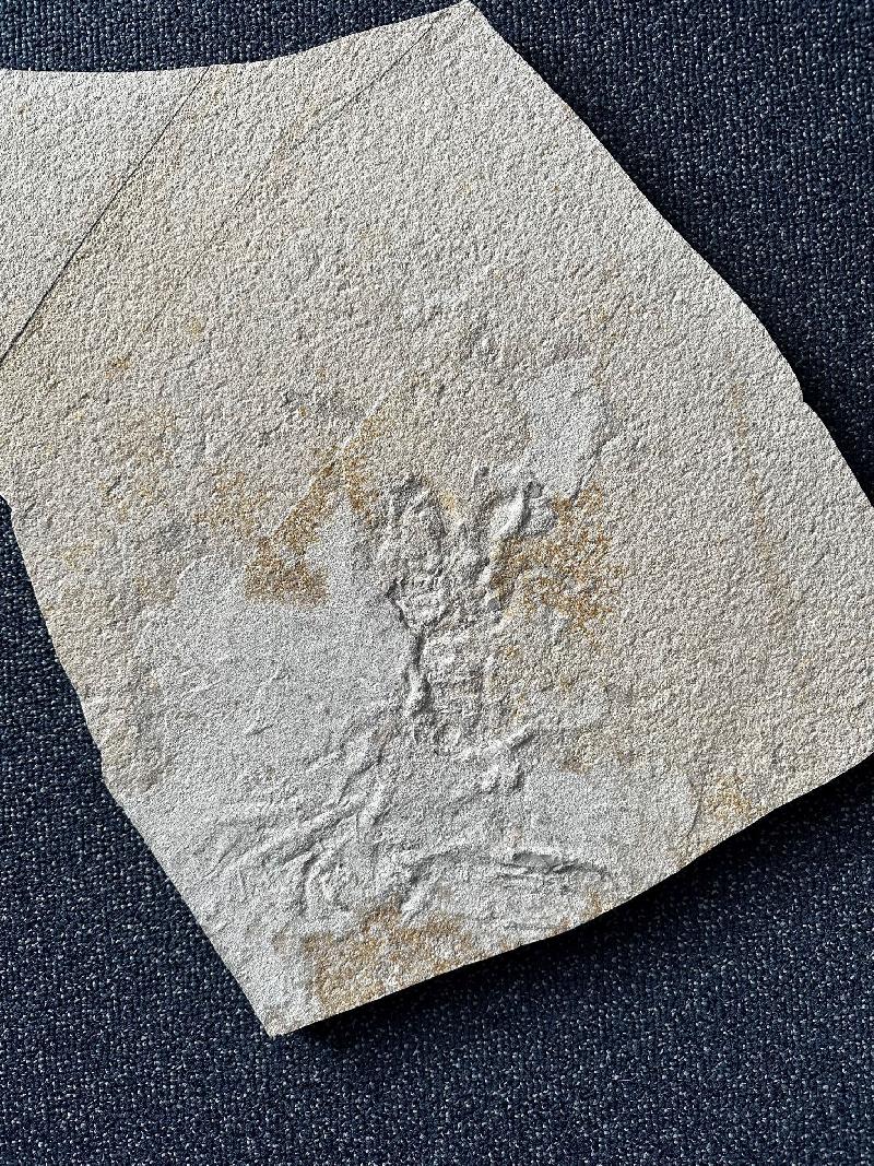Cancrinos claviger Bild ©
