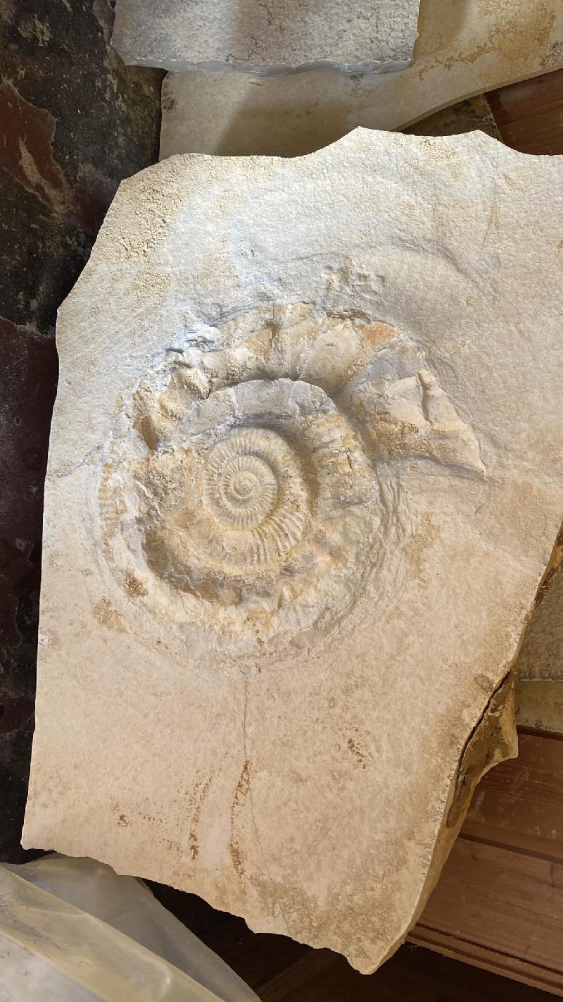 Lithacoceras liptingense Bild ©
