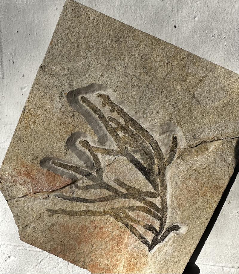 Athrotaxites lycopodioides Bild ©