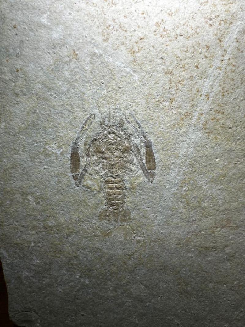 Palaeopentacheles roettenbacheri Bild ©