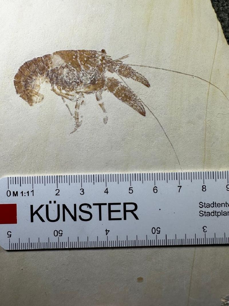 Palaeastacus fuciformis Bild ©