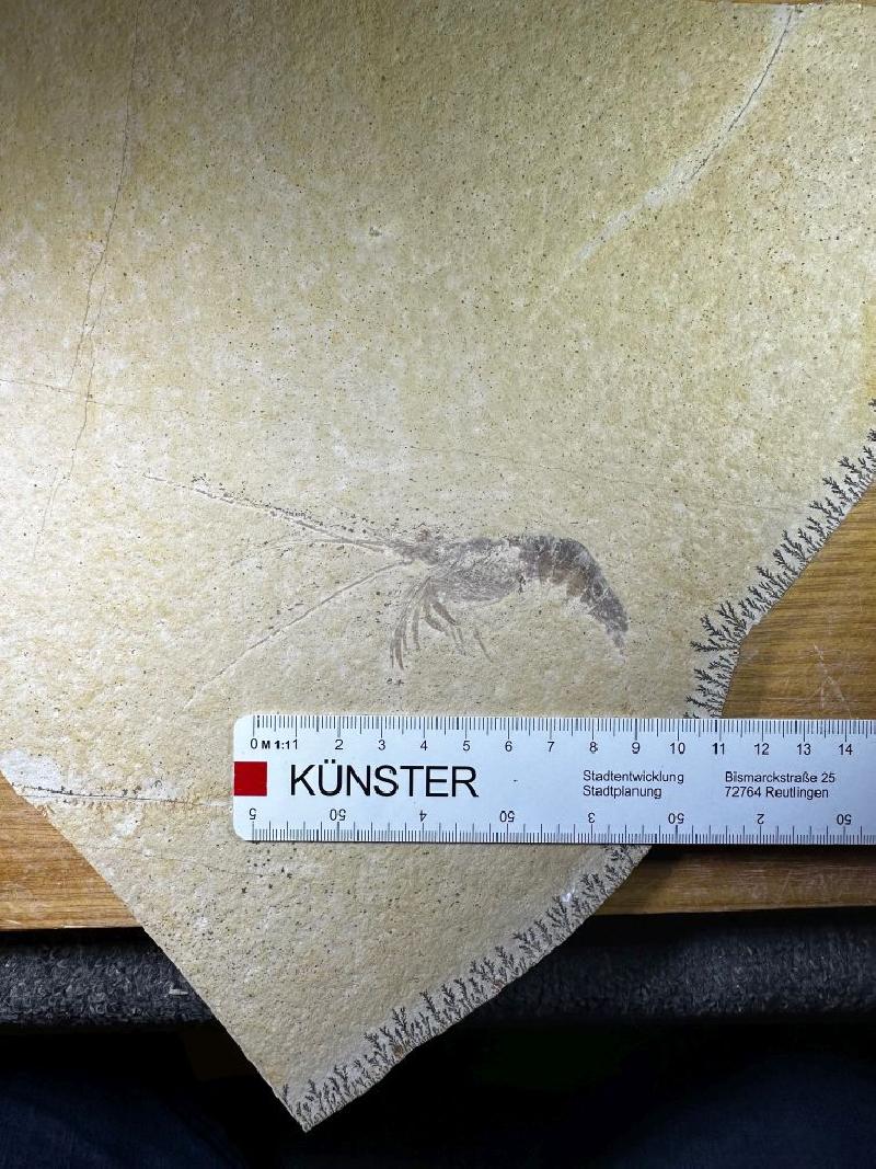 Kölga muensteri Bild ©