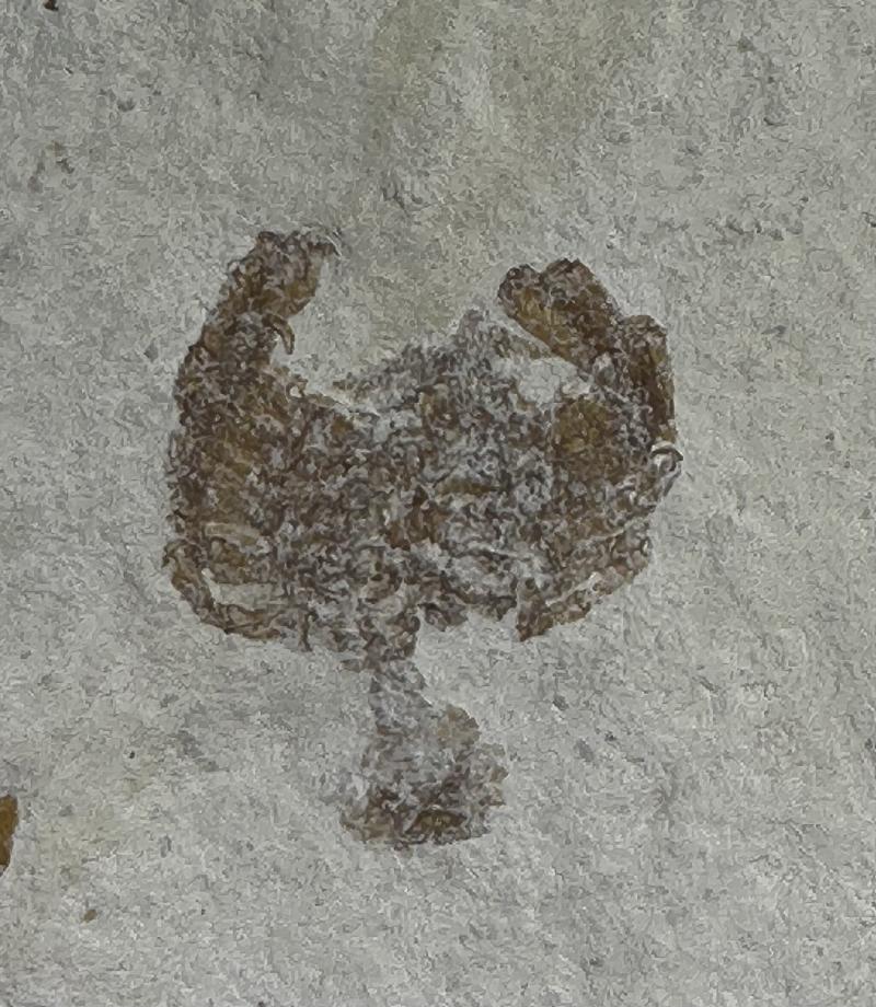 Cancrinos claviger Bild ©