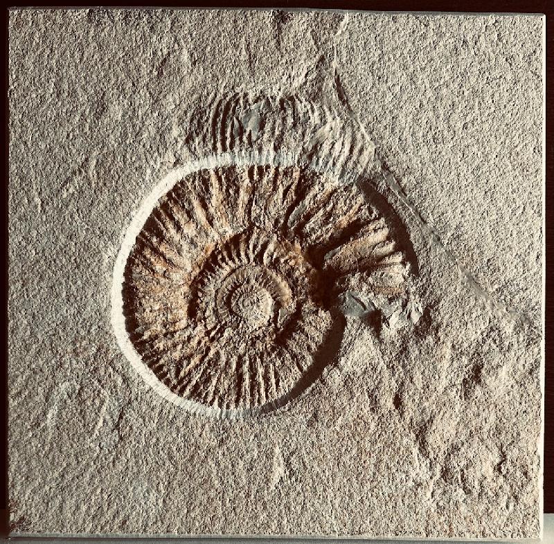 Subplanites viohli Bild ©