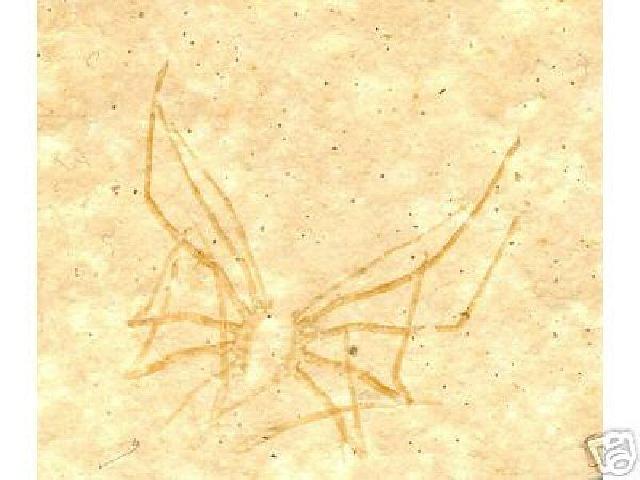 Phyllosoma (Palinuridea) prisca Bild ©