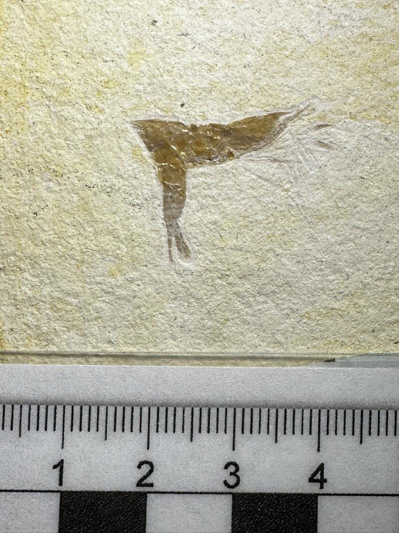 Palaeobresilia kurthetriegeri Bild ©
