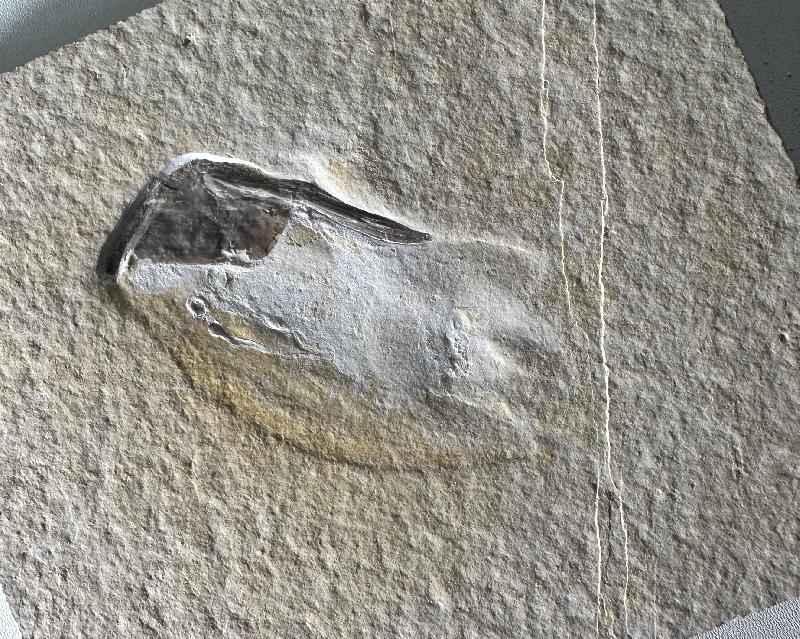 Muensterella scutellaris Bild ©