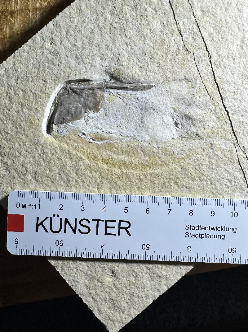 Muensterella scutellaris Bild ©