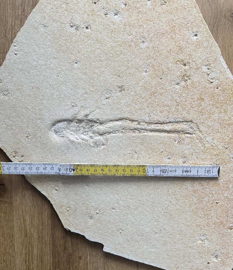 Mecochirus longimanatus Bild ©