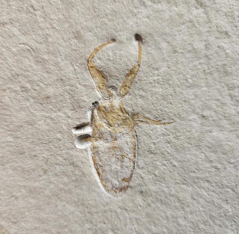 Mesonepa primordialis Bild ©