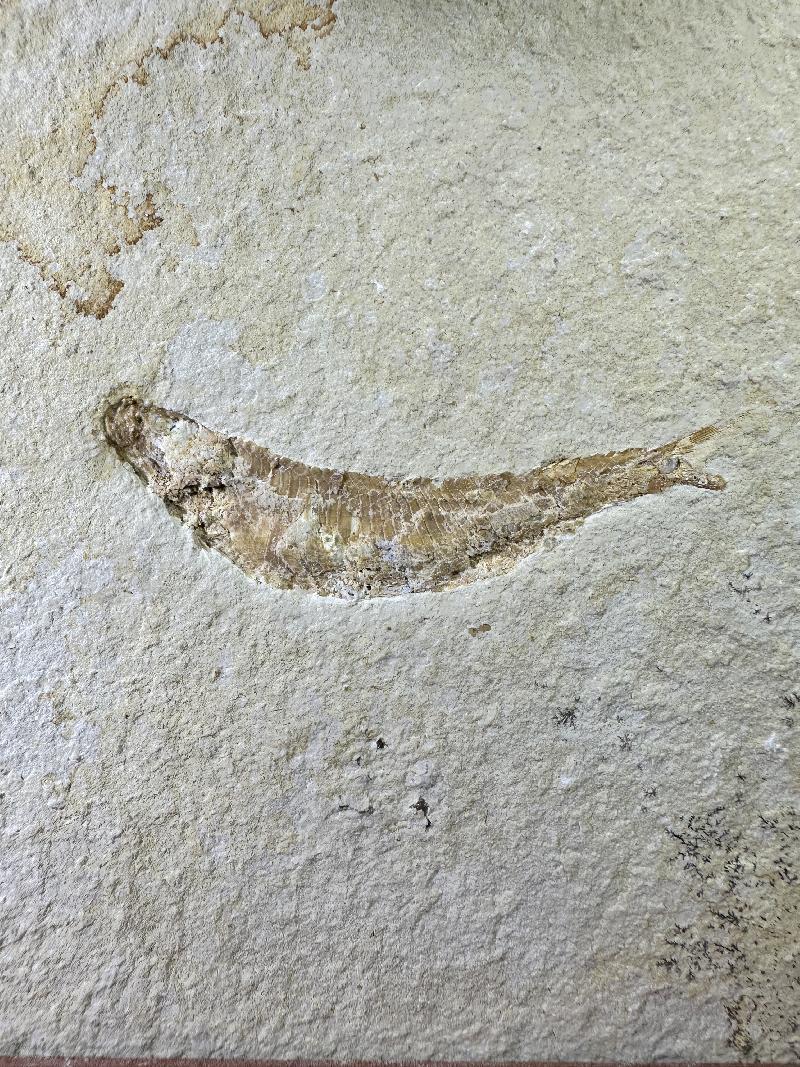 Pleuropholis sp. Bild ©