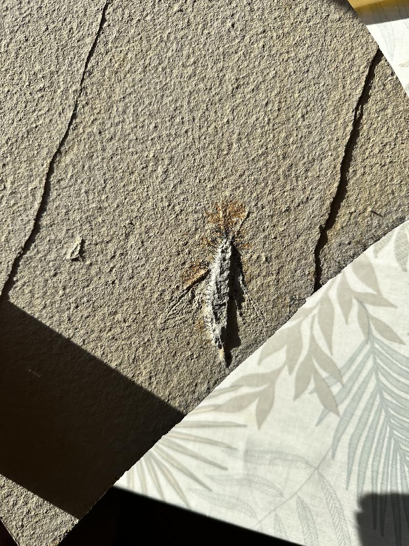 Myrmicium heeri Bild ©