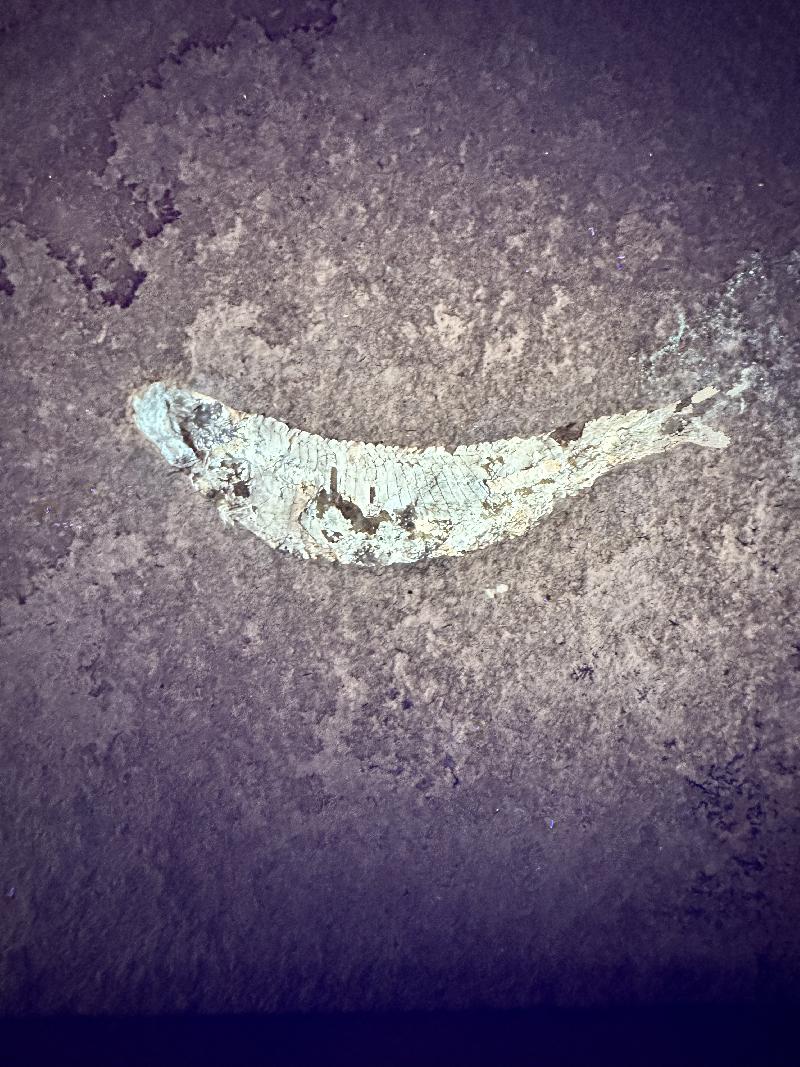 Pleuropholis sp. Bild ©