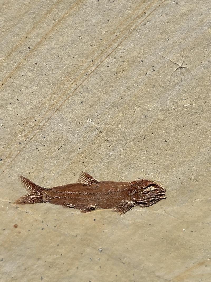 Nasrinsotoudehichthys sprattiformis Bild ©