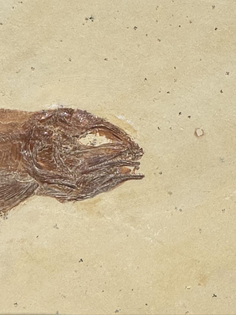 Nasrinsotoudehichthys sprattiformis Bild ©