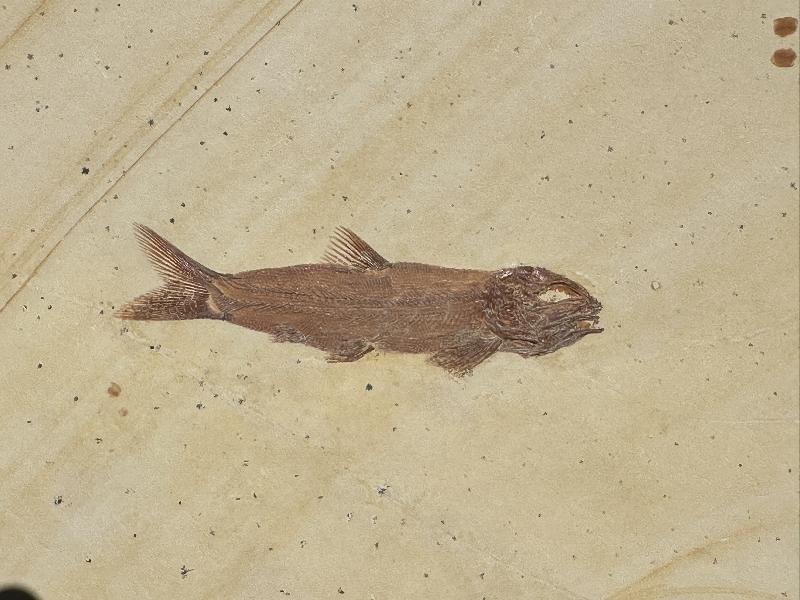 Nasrinsotoudehichthys sprattiformis Bild ©