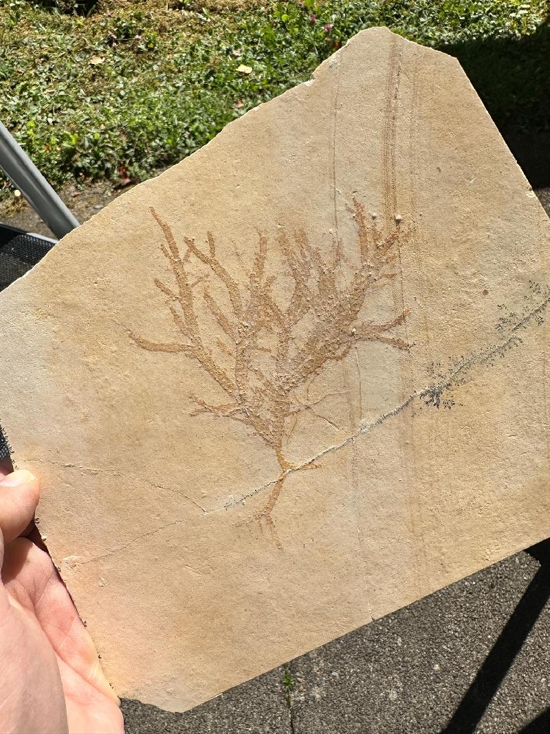 Codites serpentinus Bild ©